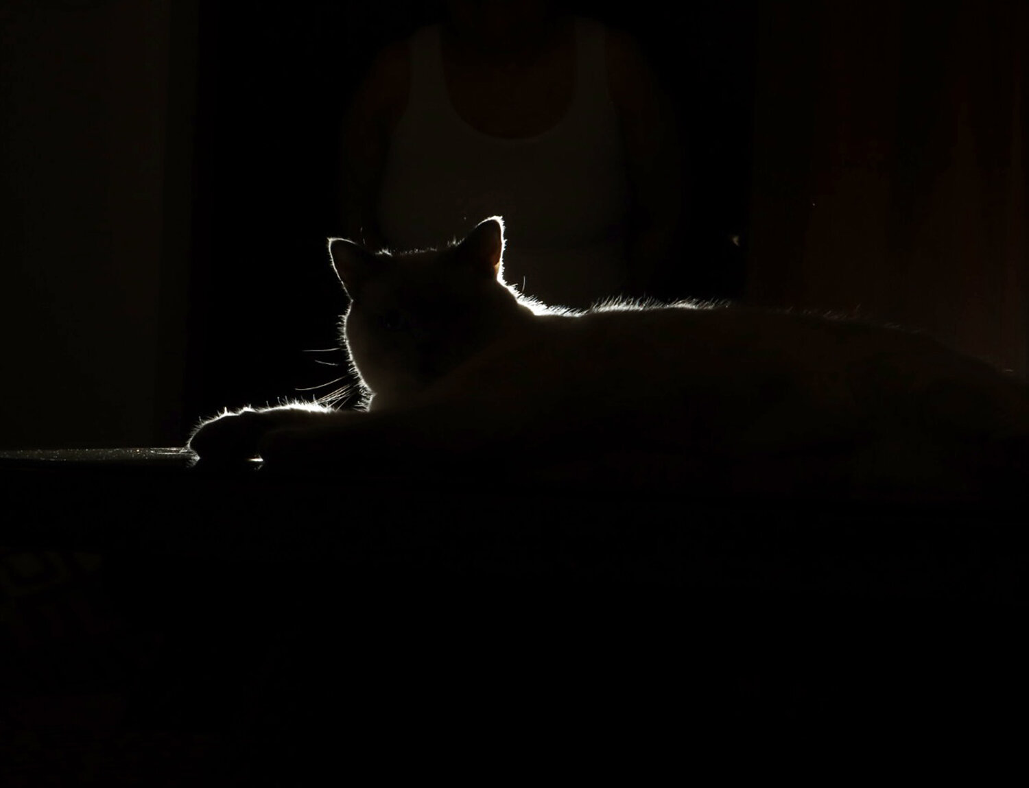 Photo #14029416