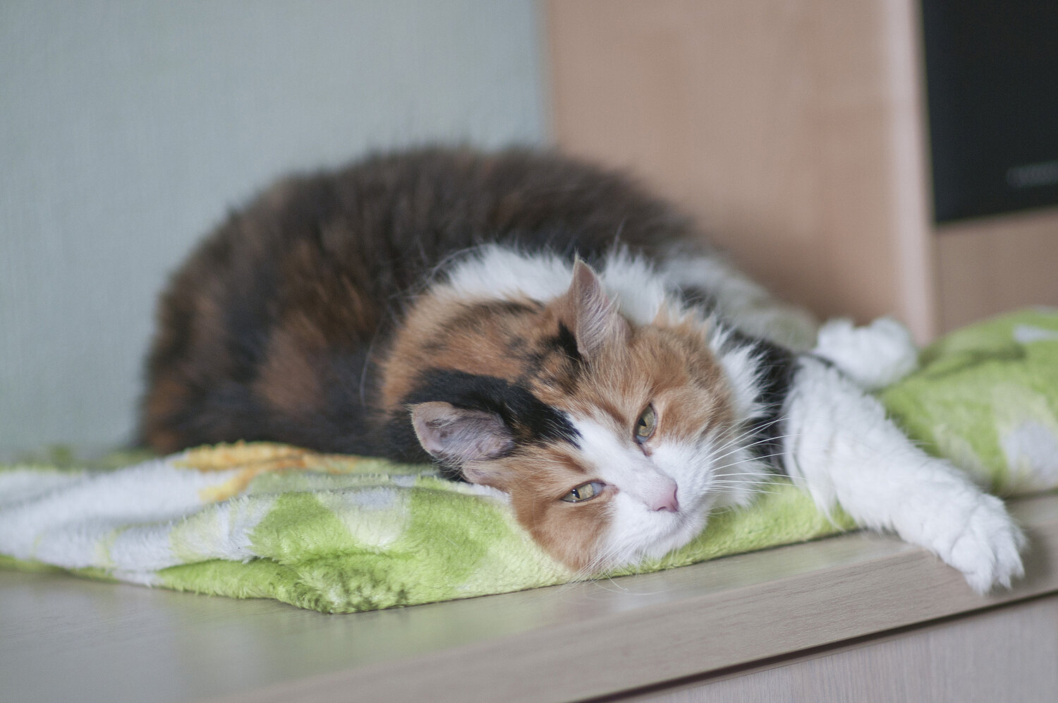 Photo #14029445