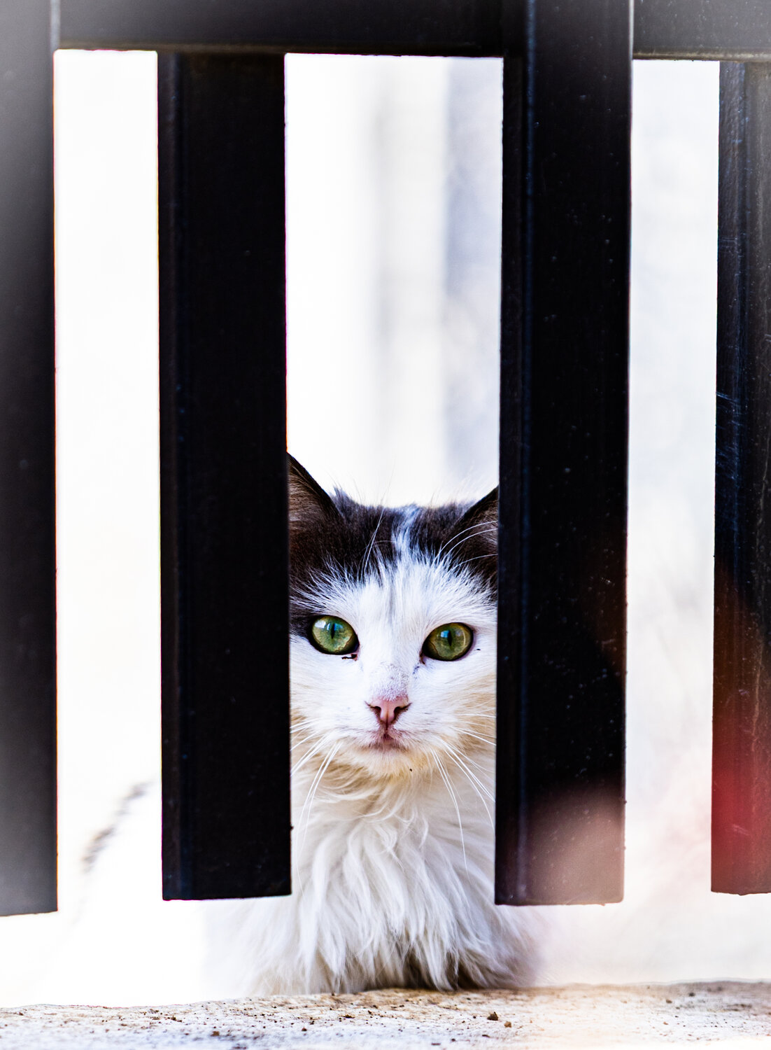 Photo #14029494