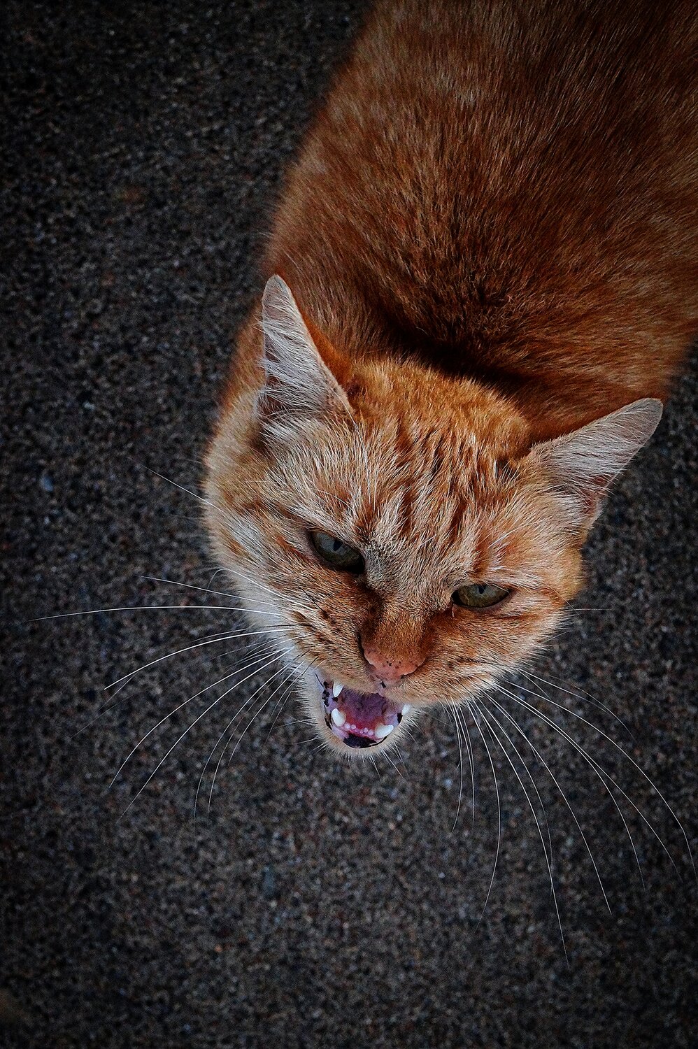 Photo #14029525