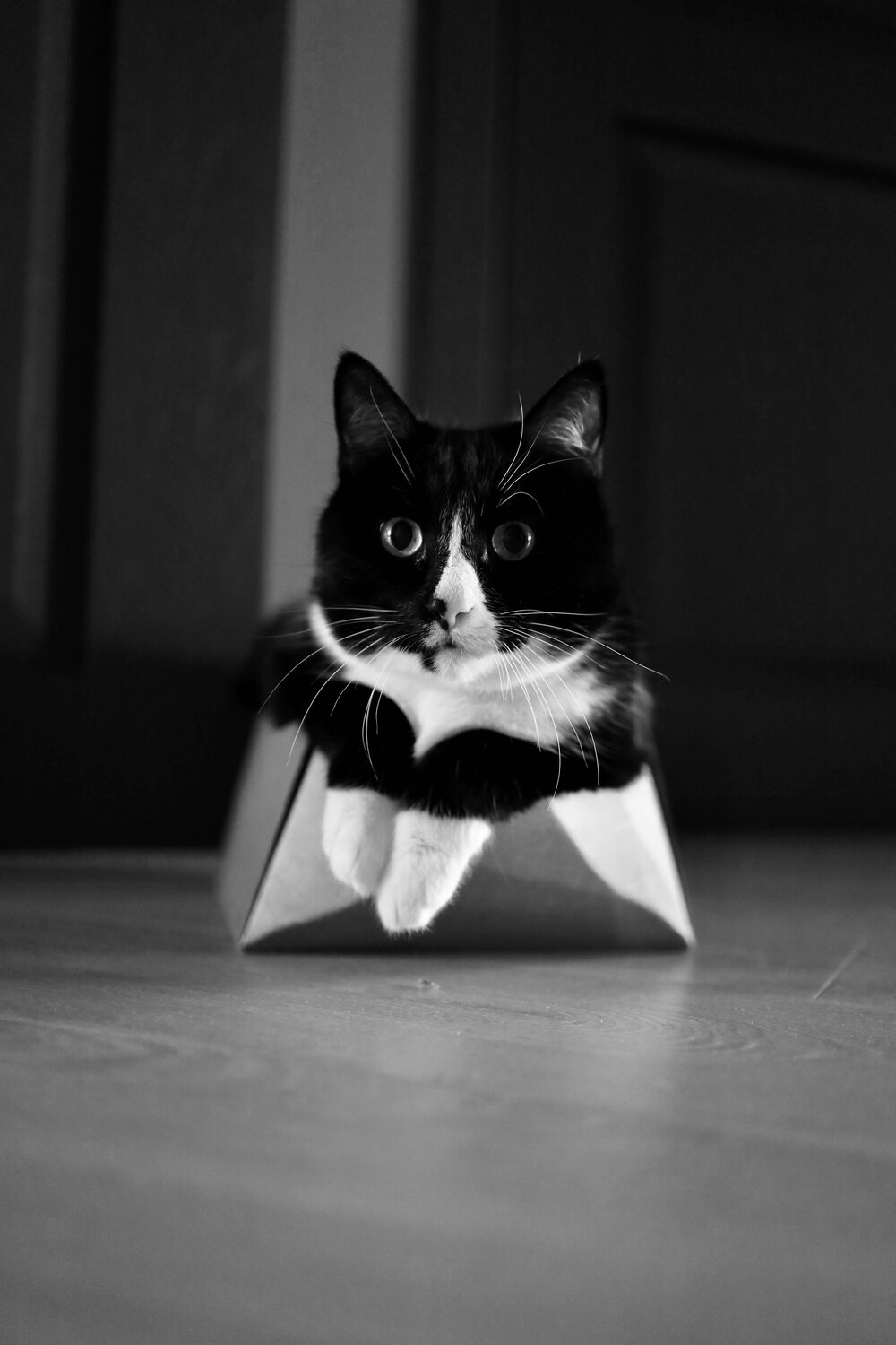 Photo #14029535