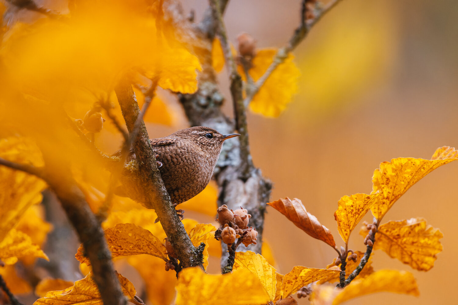 Photo #14029566