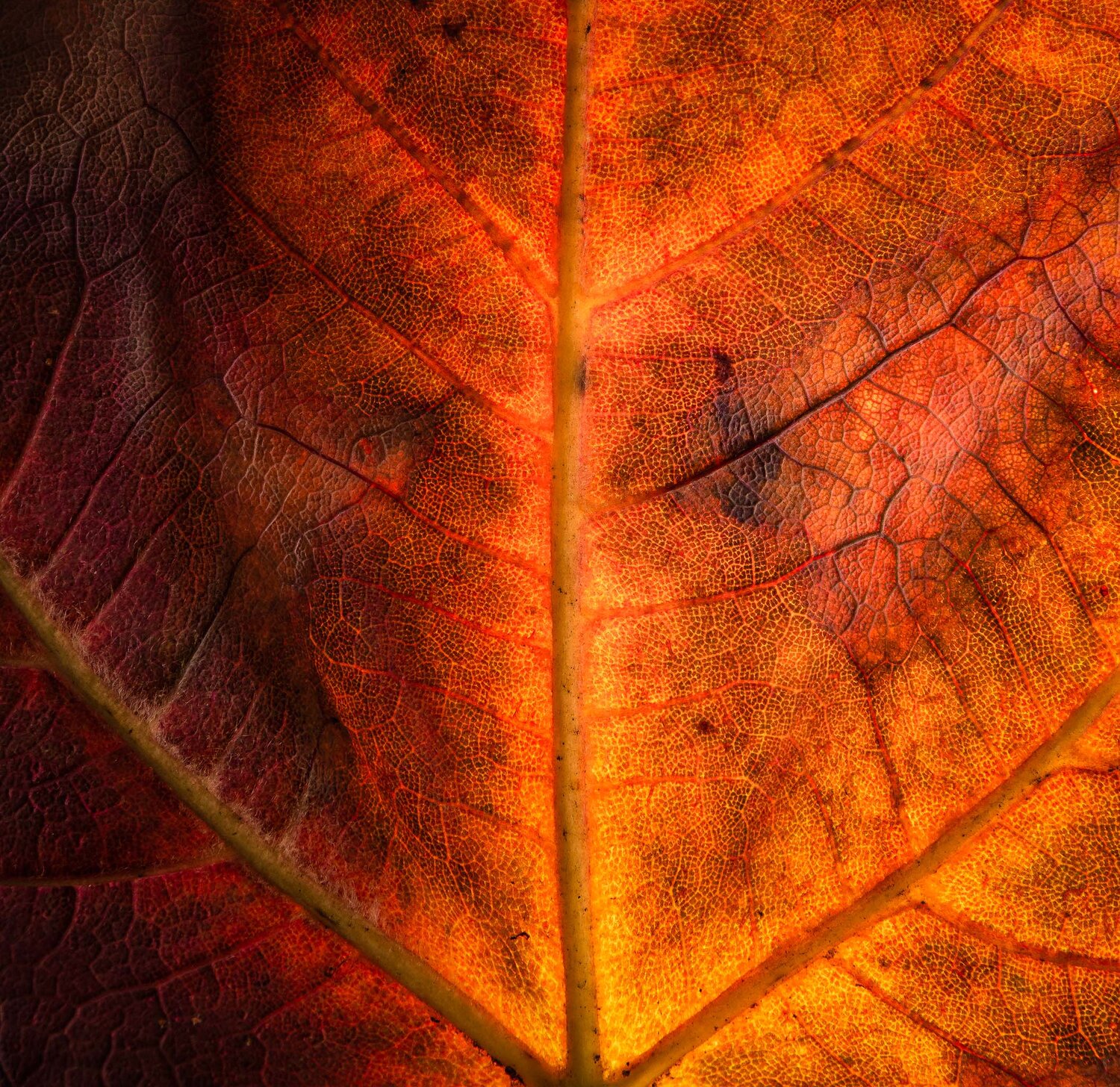 \"Whispers of Emberlight\"