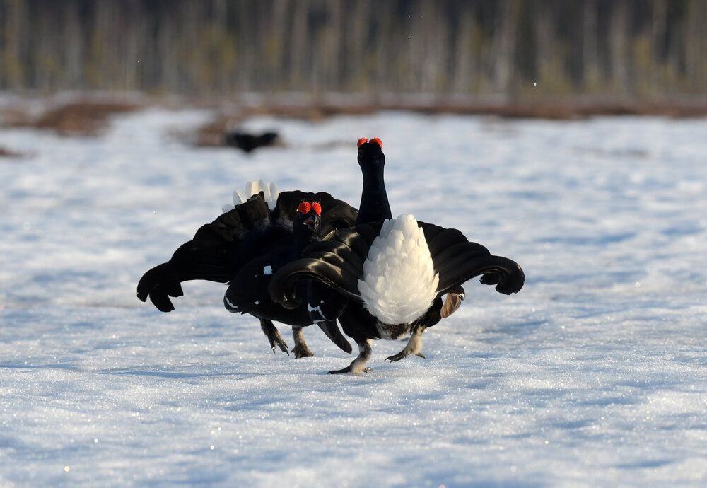 Ток