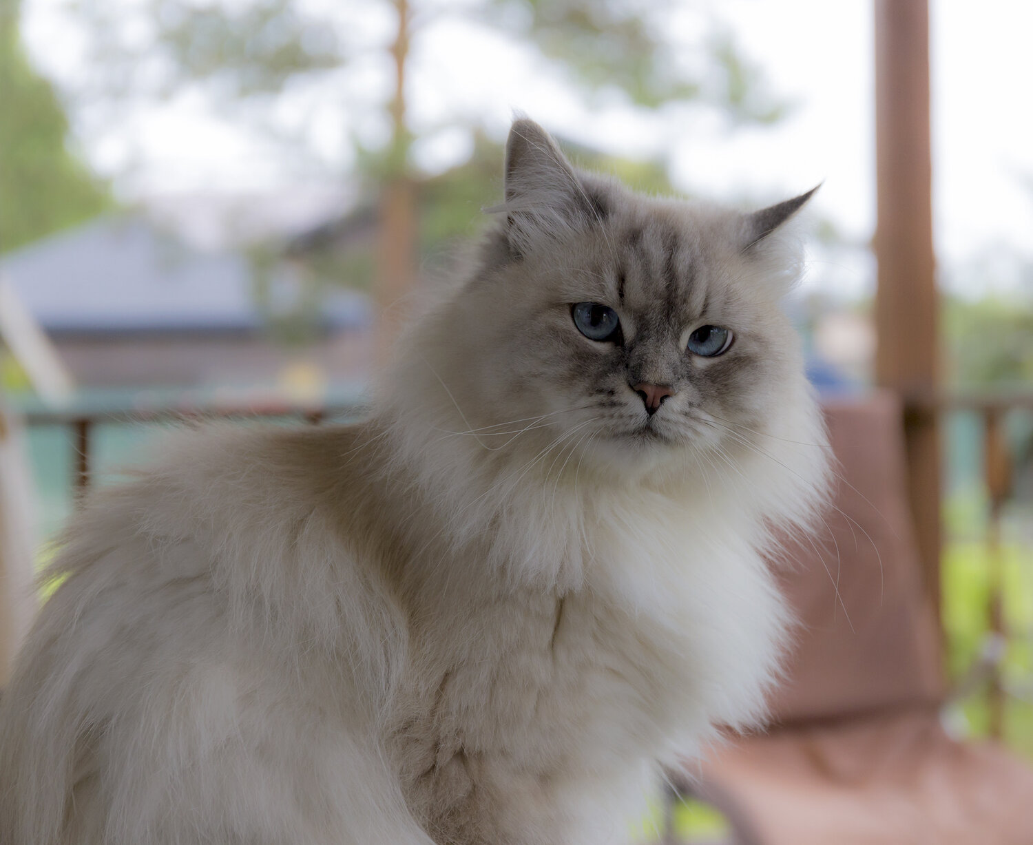 Photo #14029628