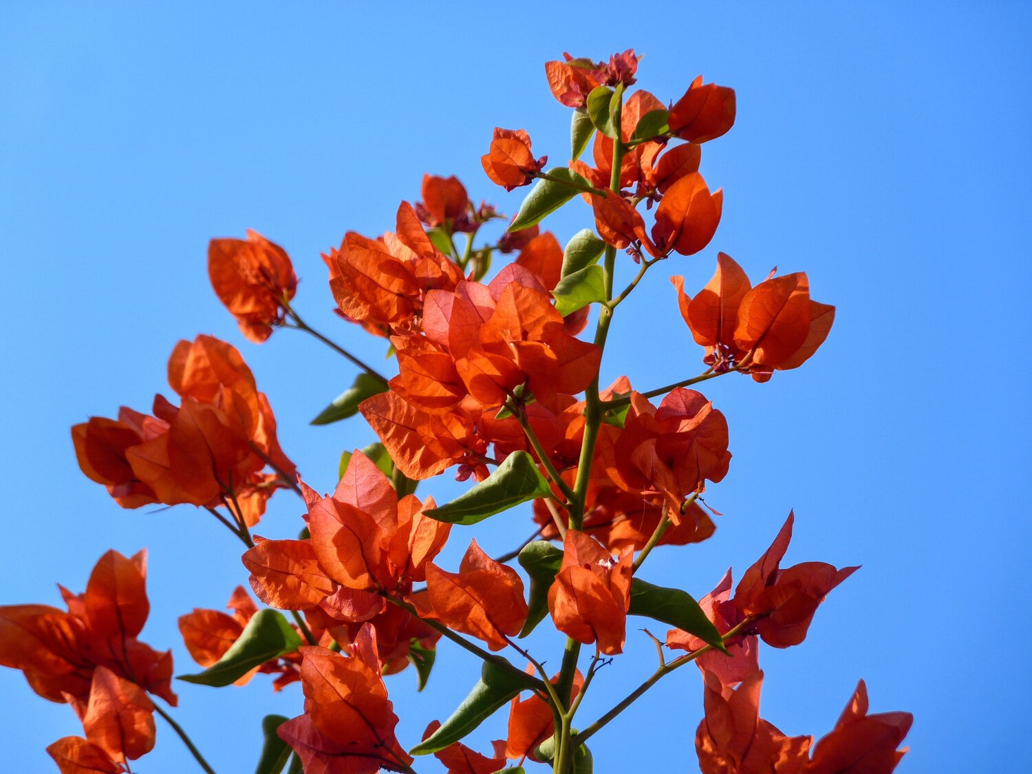 Orange Bougainvillea