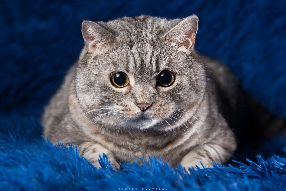 Photograph by Сергей Завьялов