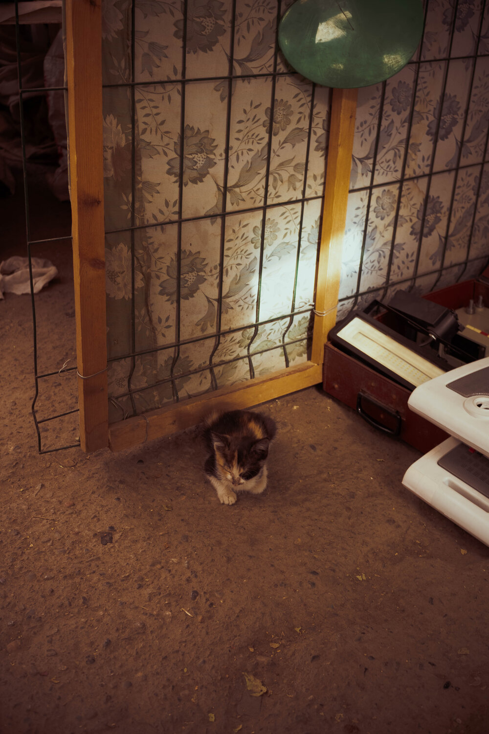 Photo #14029756
