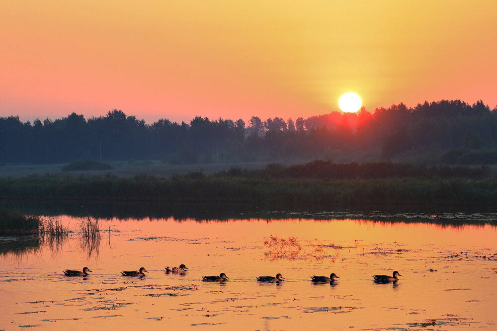 Photograph by Николай Протасеня