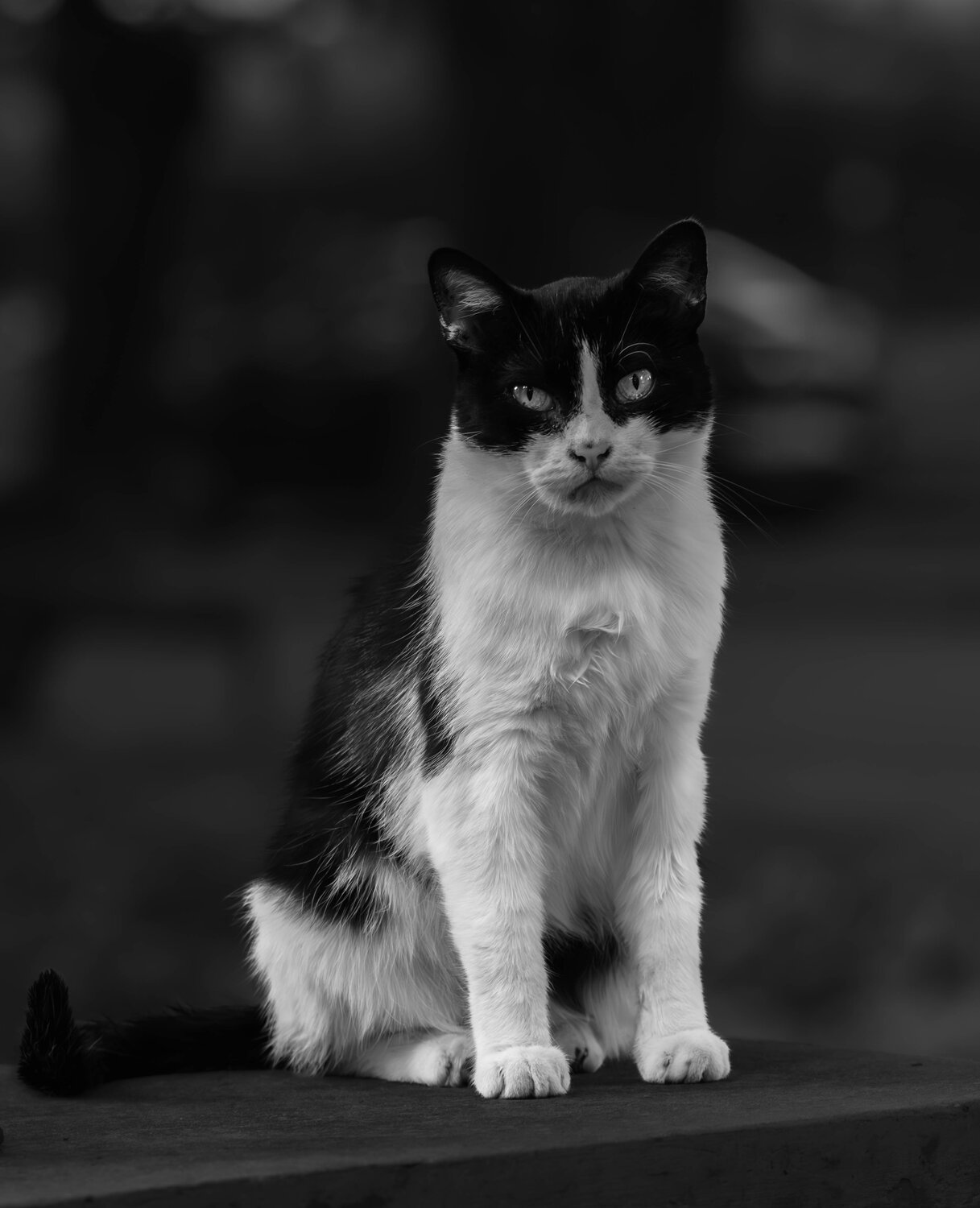 Photo #14029818
