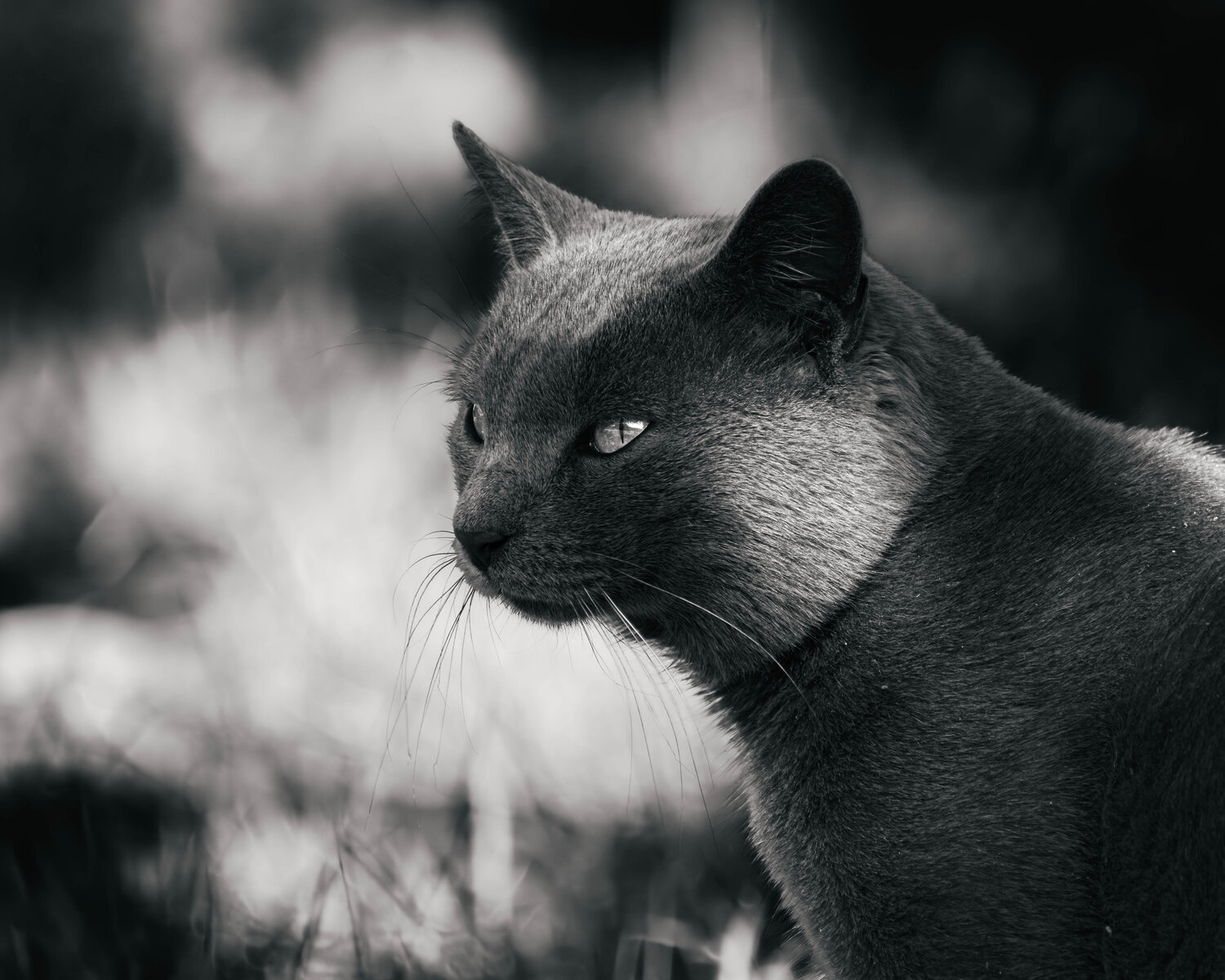 Photo #14029822