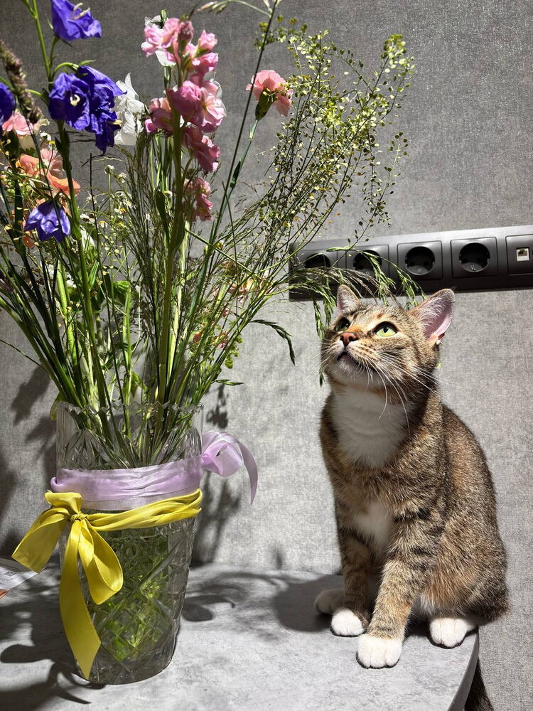 Кошки