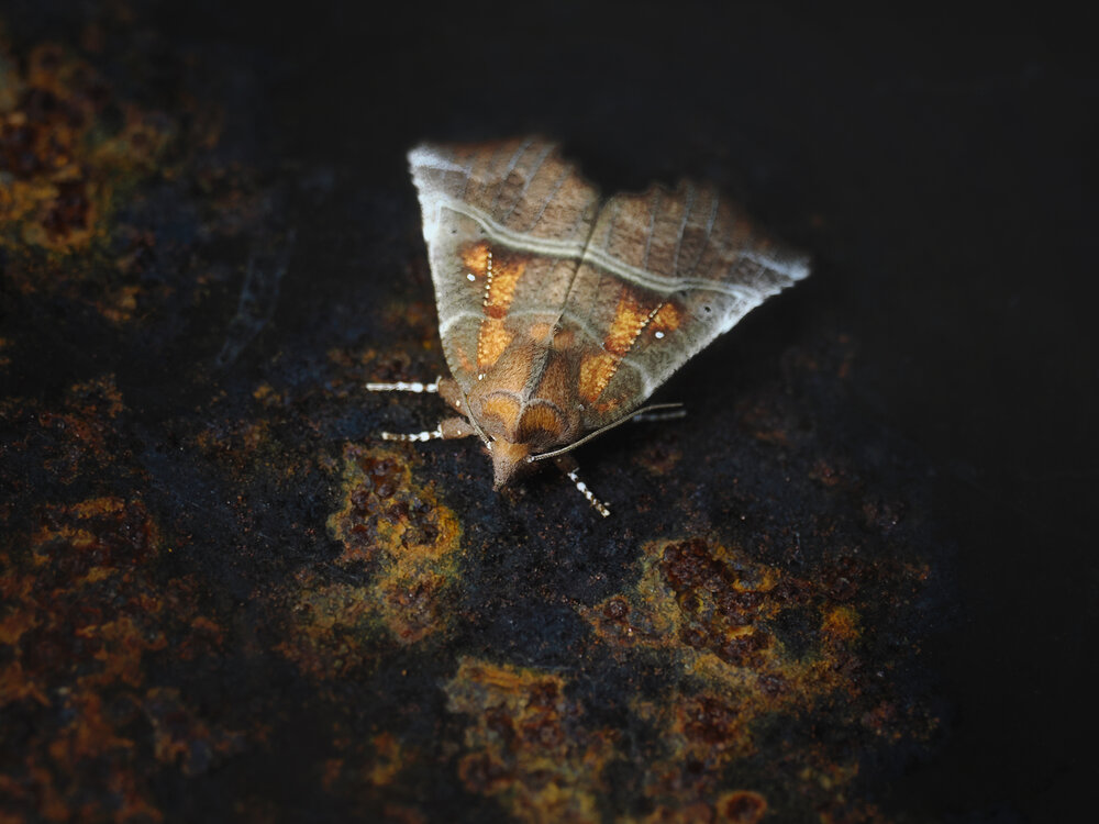 Photograph by Маргарита Смоленская