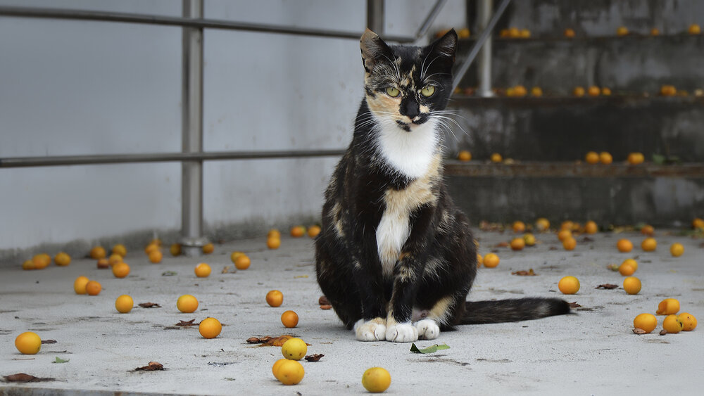 Photograph by Алексей Парамонов