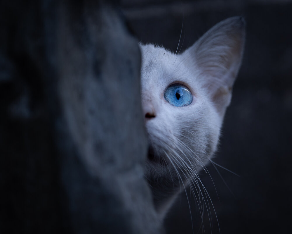 Photograph by Mustafa Sahin