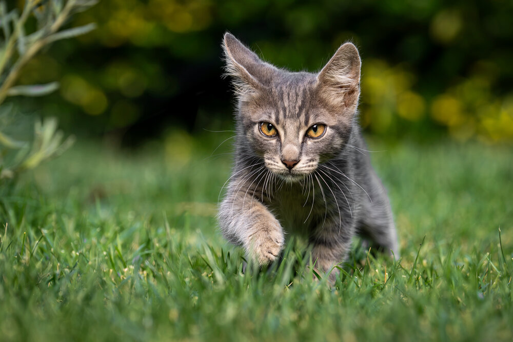 Photograph by Mustafa Sahin