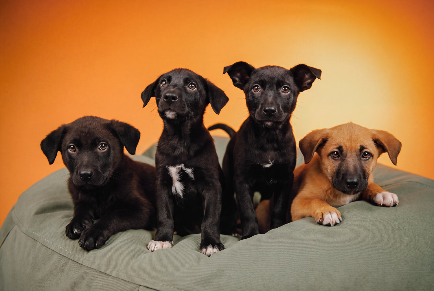 Photo #14029971