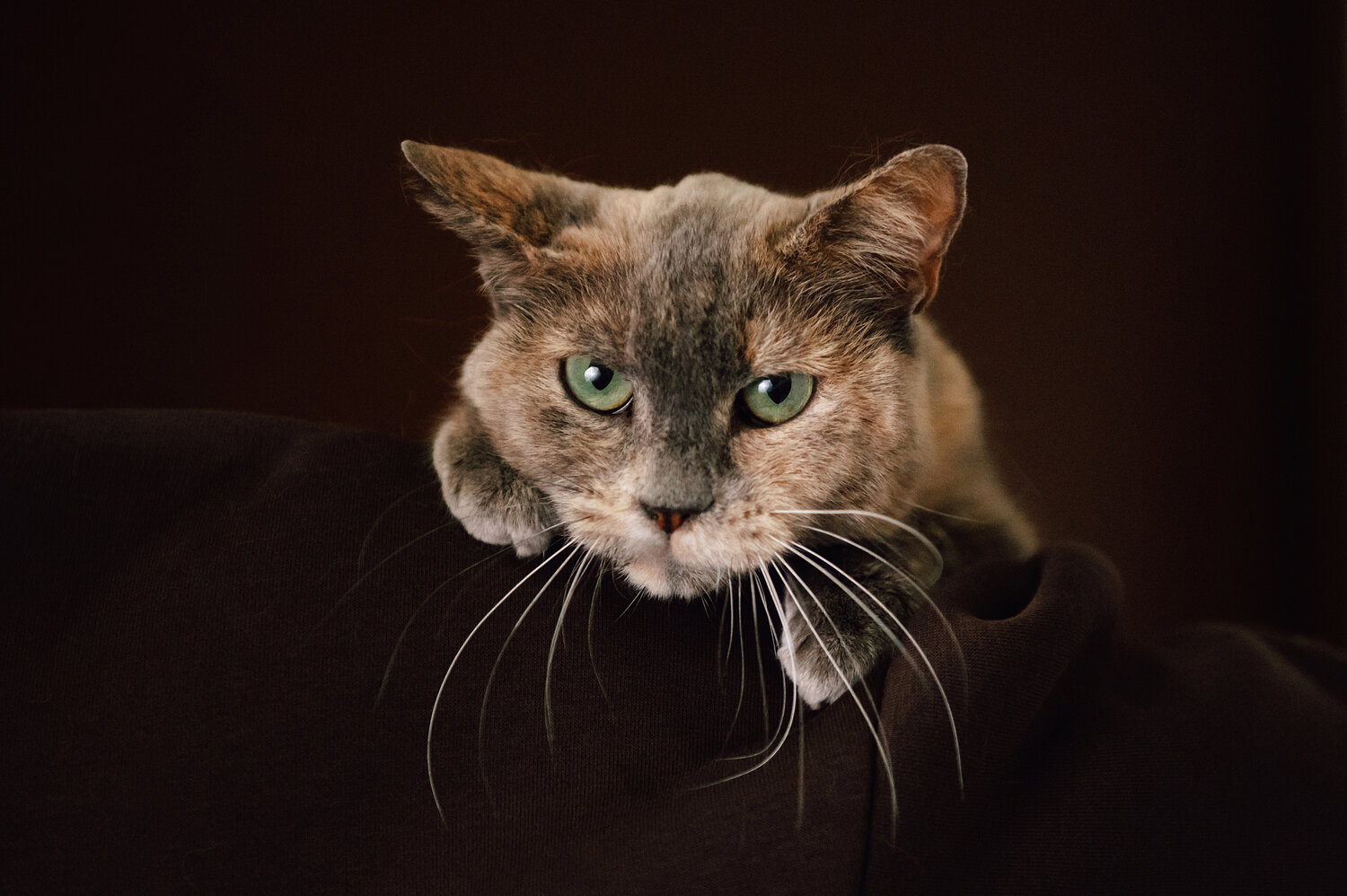 Photo #14029984