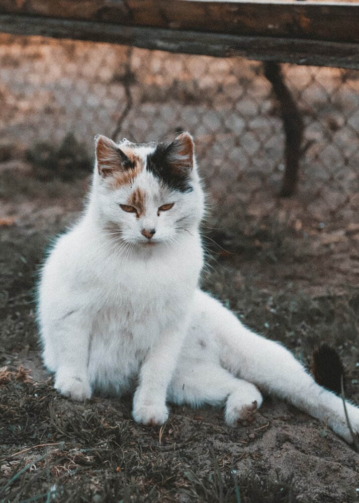 Photograph by Дарья Макаревич