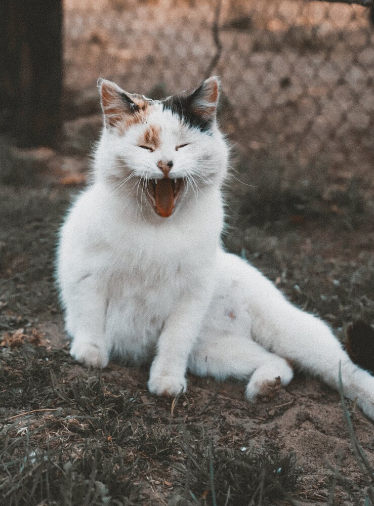 Photograph by Дарья Макаревич