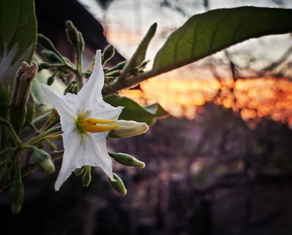 Born with the Sun