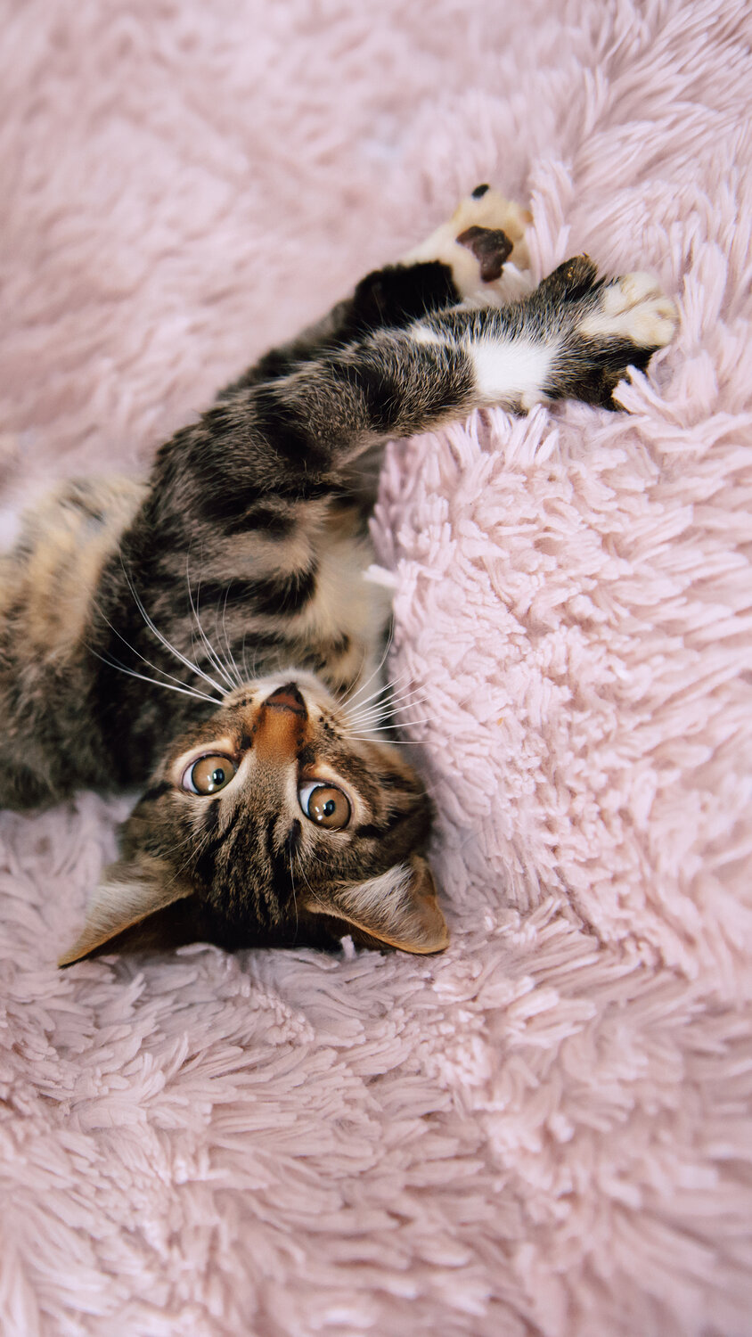 Photo #14029998