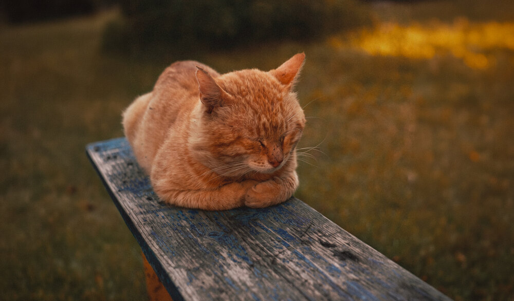 Photograph by Дмитрий Александрович
