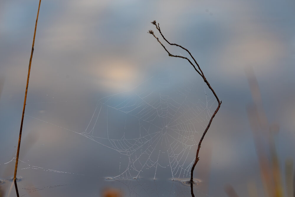 Photograph by Юлия Яковлева