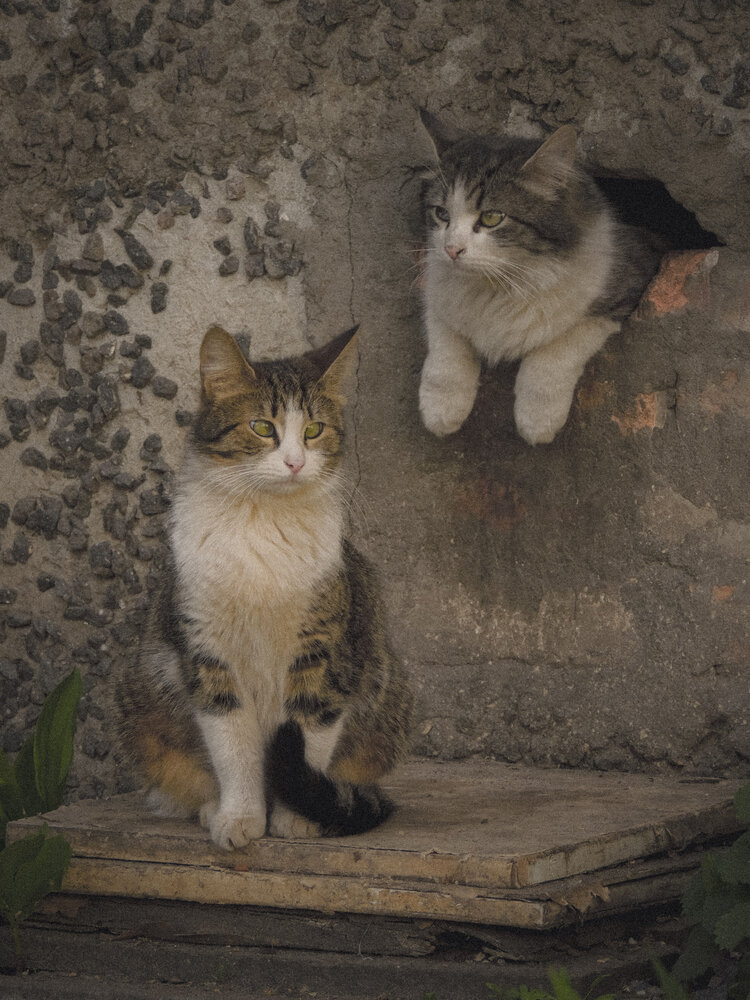 Photograph by Игорь Сухаревич