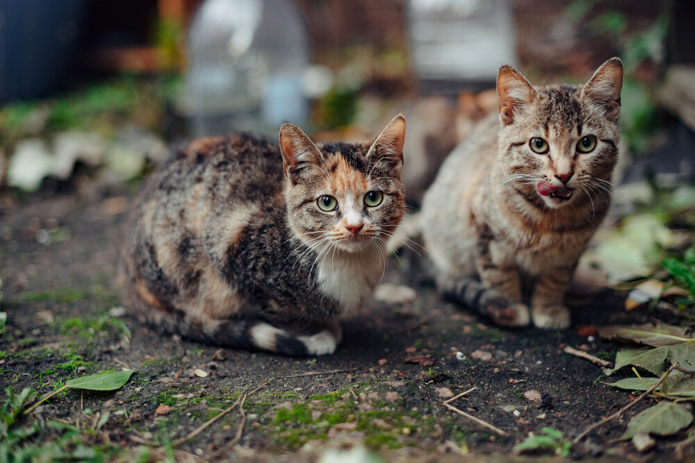 Photograph by Марина Петухова