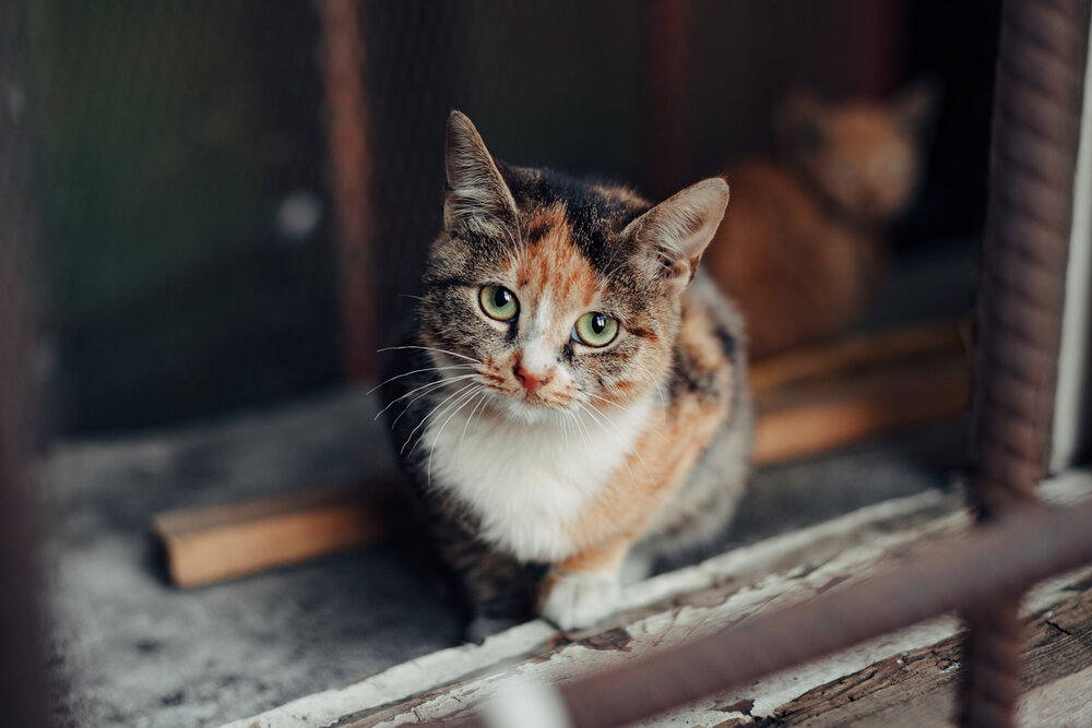 Photograph by Марина Петухова