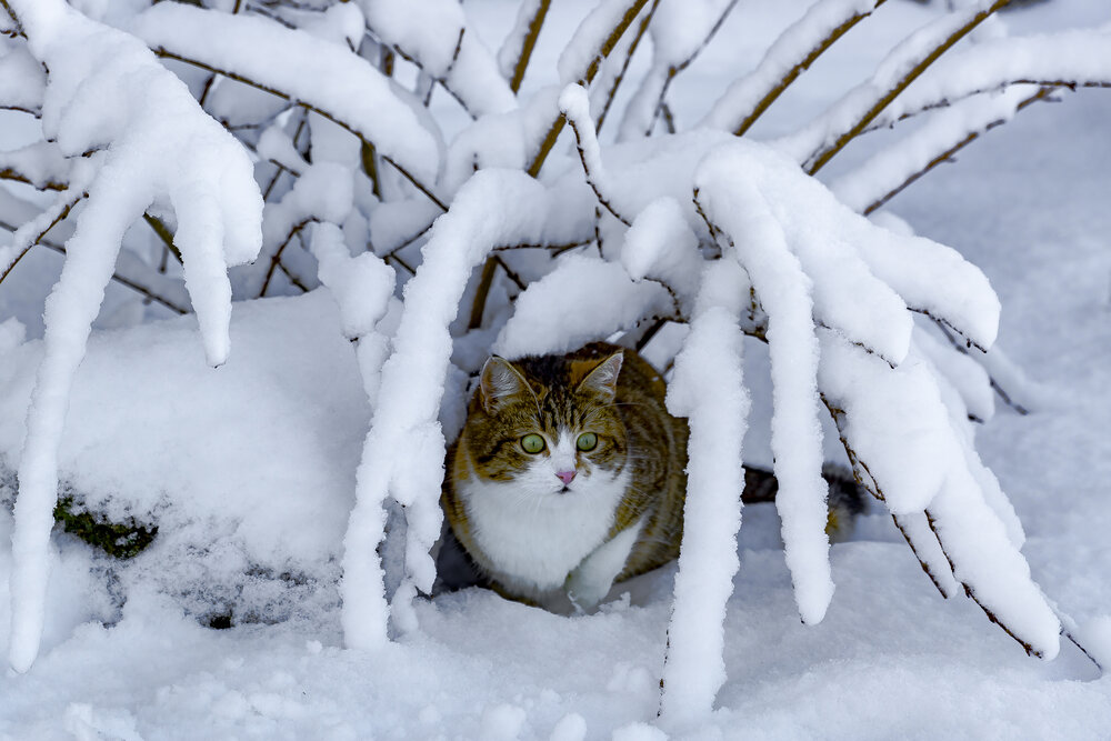 Photograph by Алексей Мякота