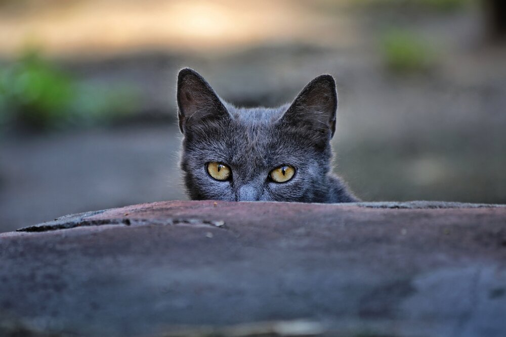 Photograph by Татьяна Бравая