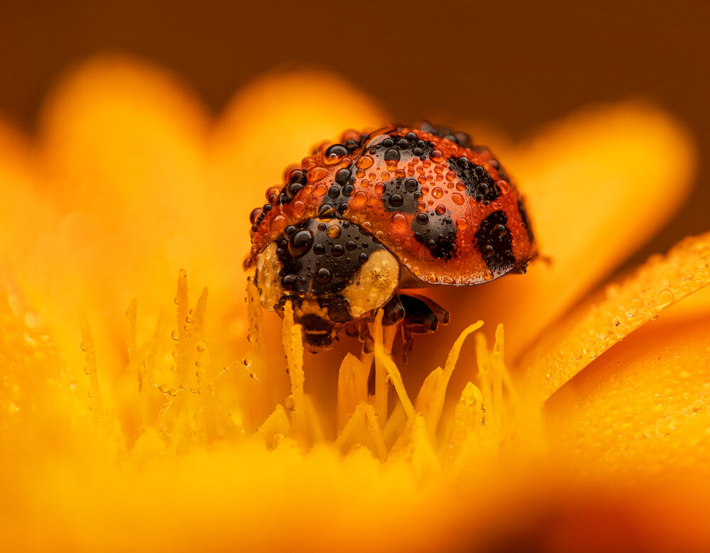 Photograph by Valdir Hobus