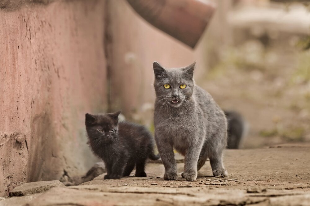 Photograph by Татьяна Бравая