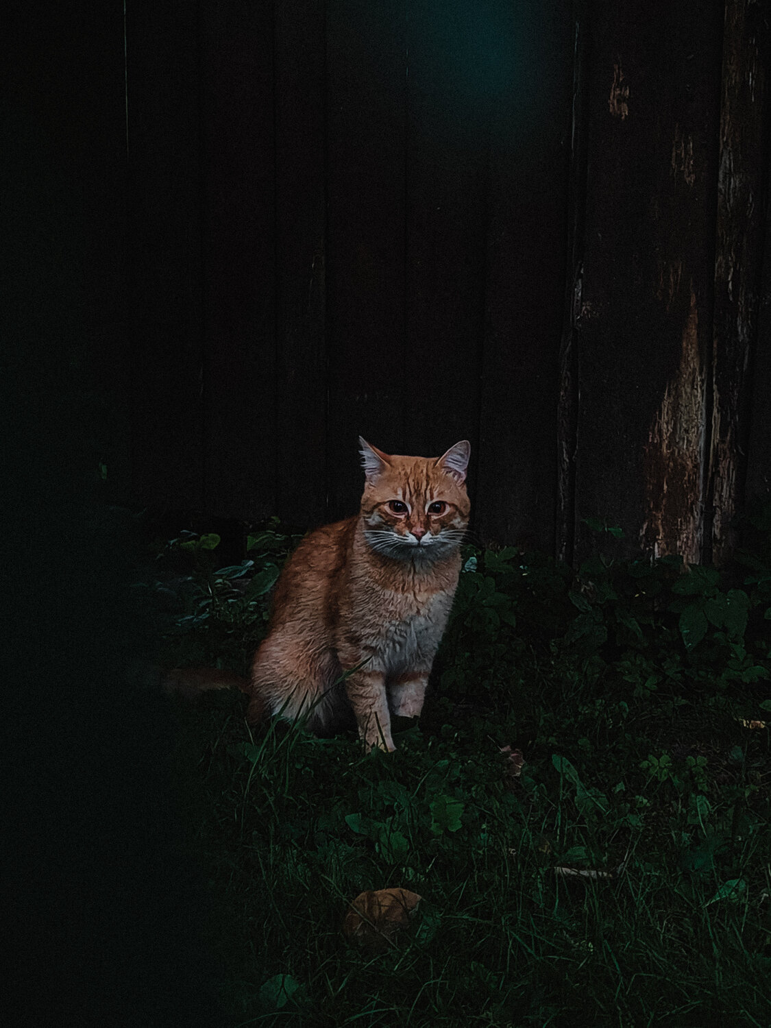 Photo #14030226