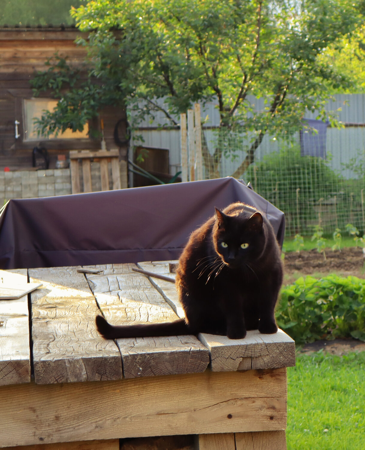Photo #14030326