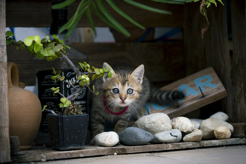 Photograph by Enrique Oramas