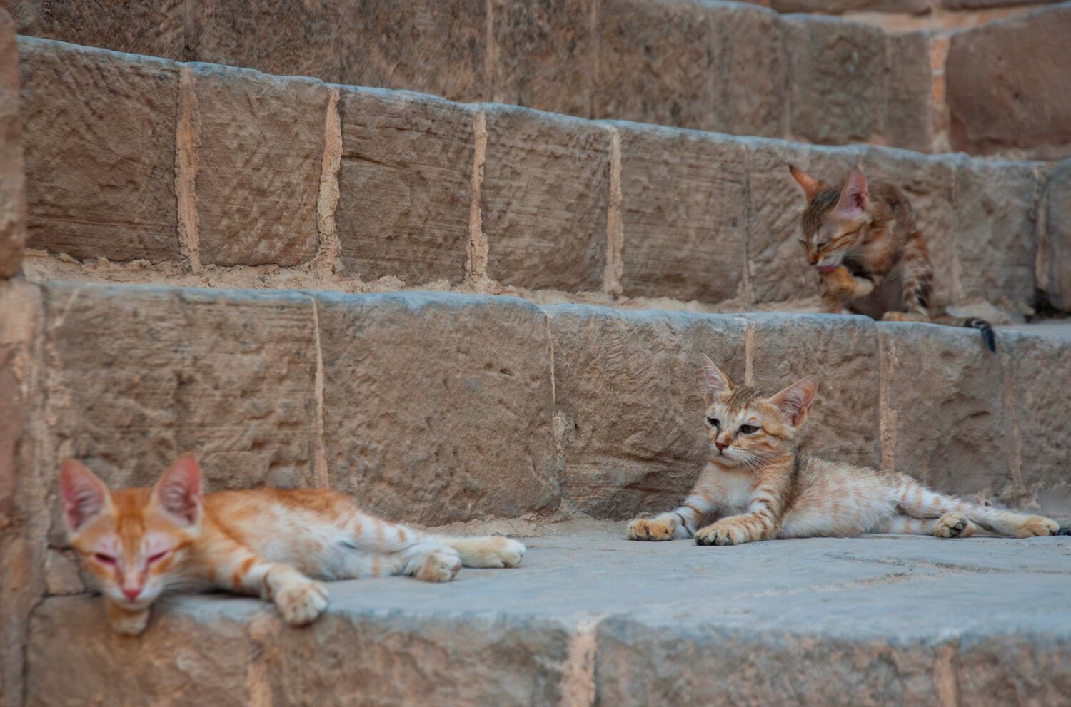 Cats