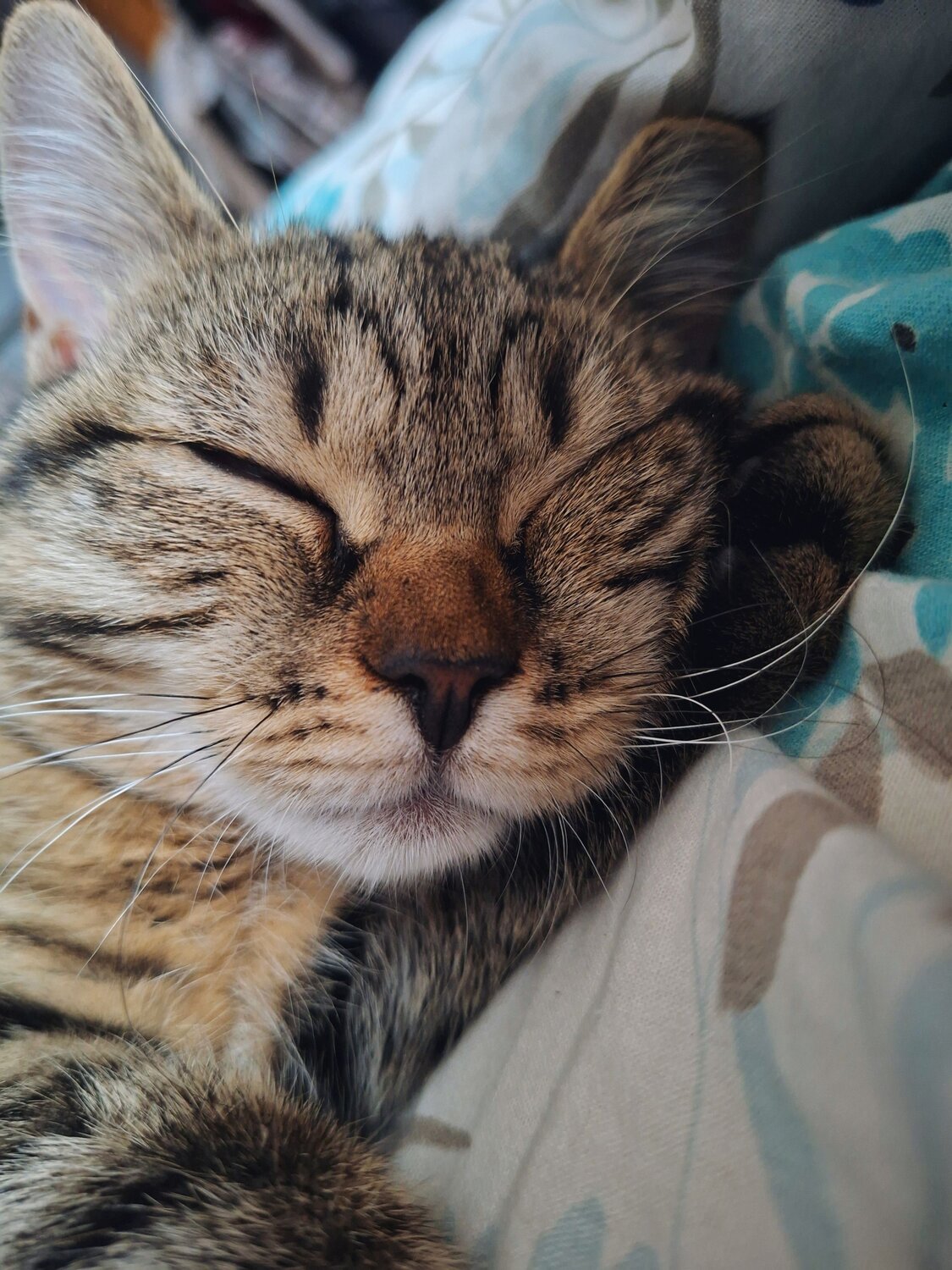 Photo #14030516