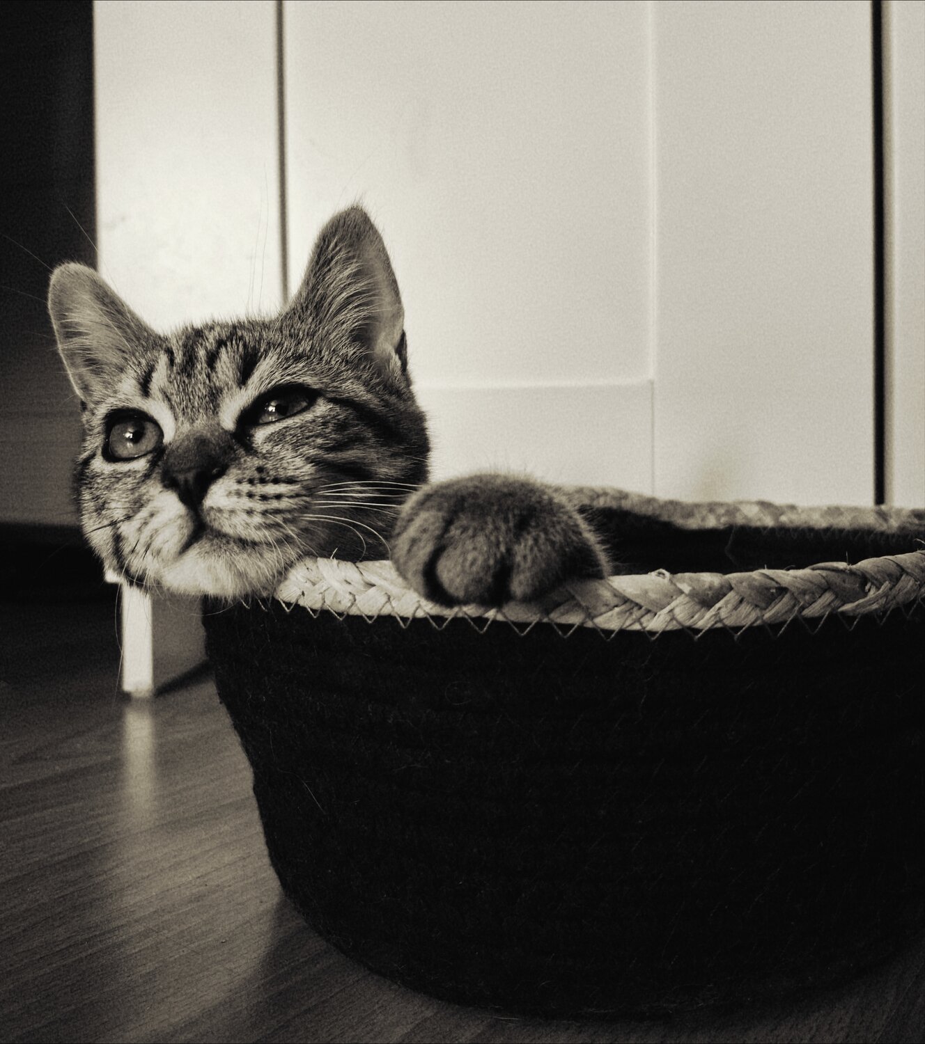 Photo #14030521