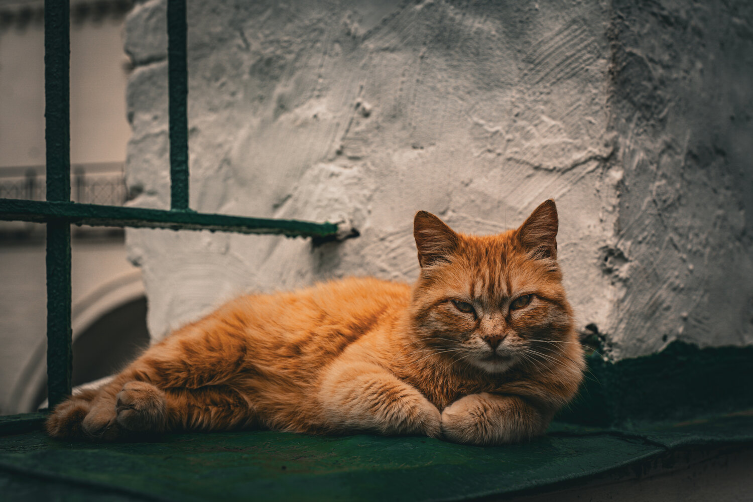 Photo #14030655