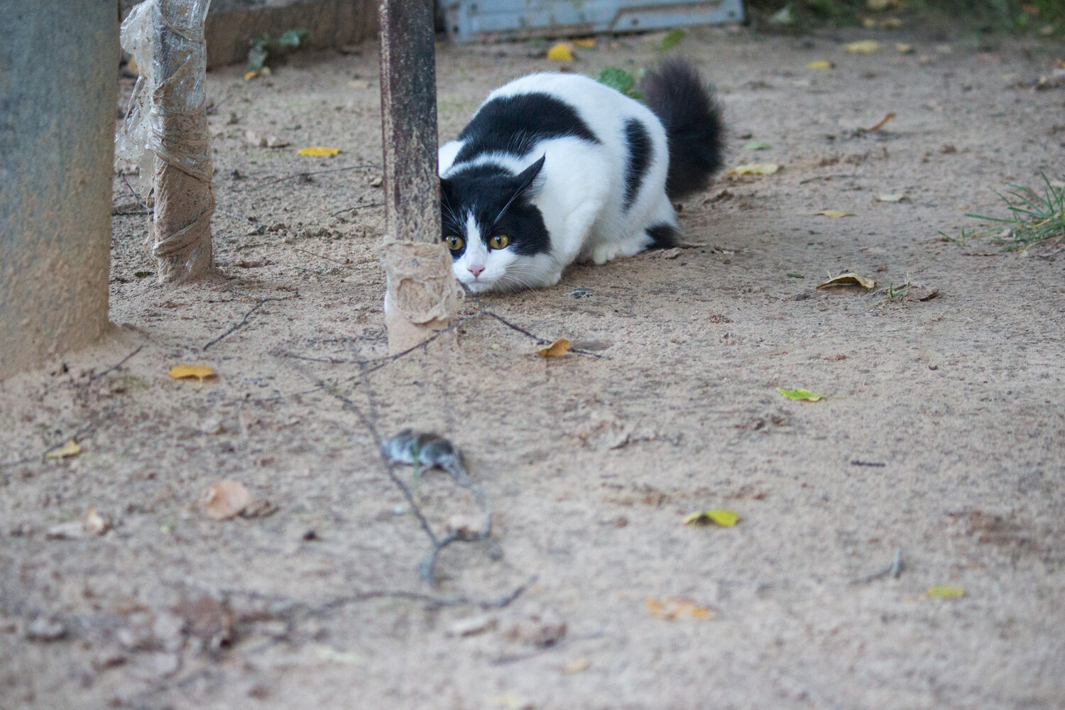 Photo #14030661