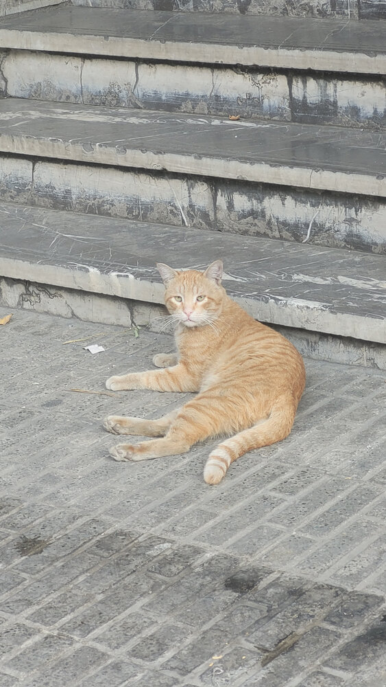 Photograph by Rahele Almassi