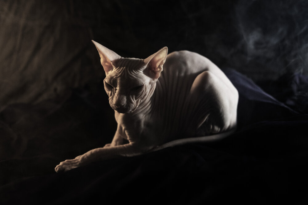 Фотография автора Denis Kotrenko