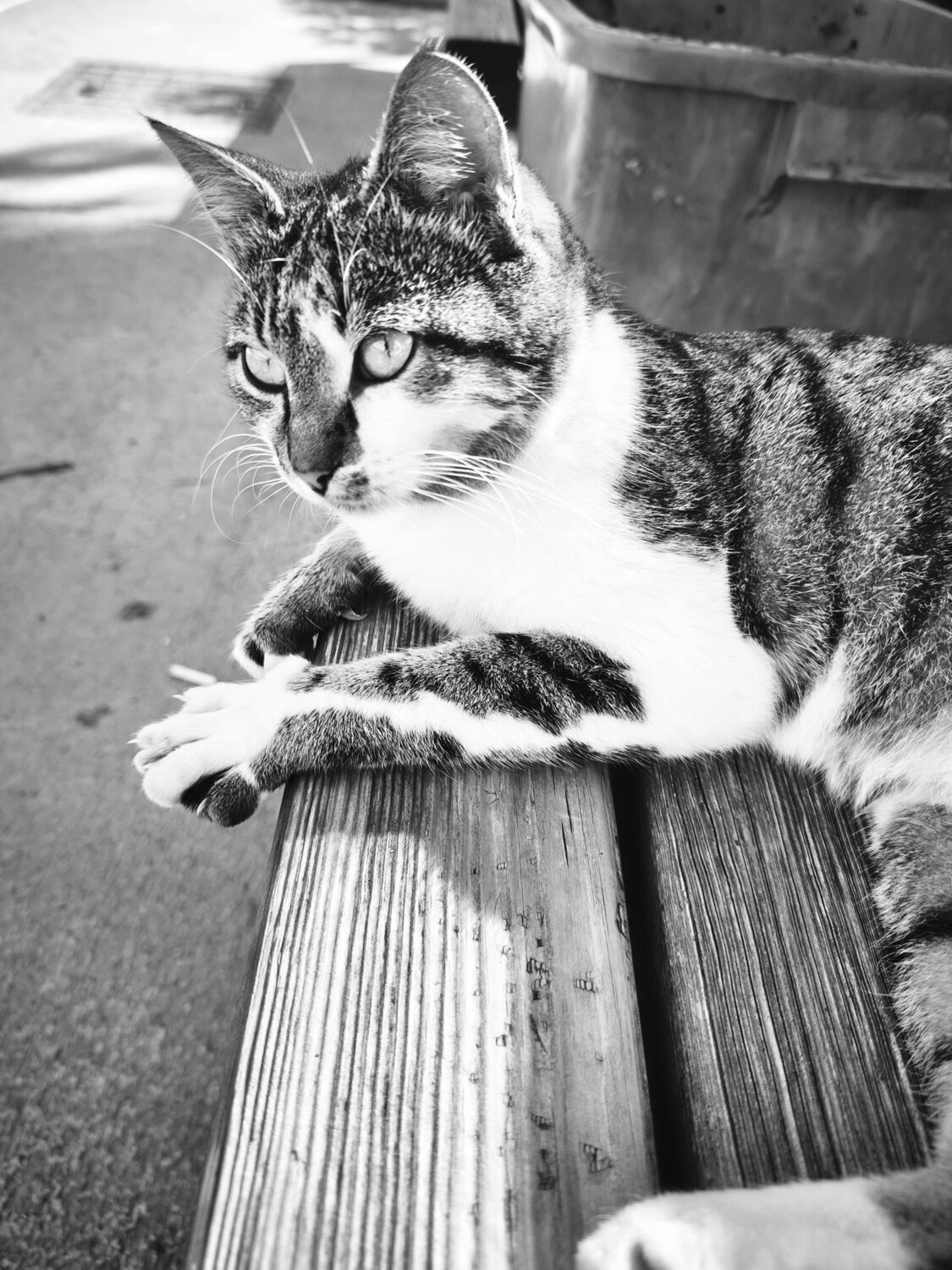 Photo #14030722