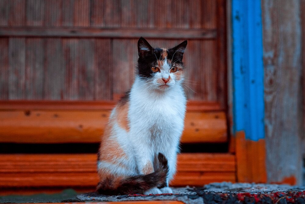 Photograph by Маргарита Матвеенкова