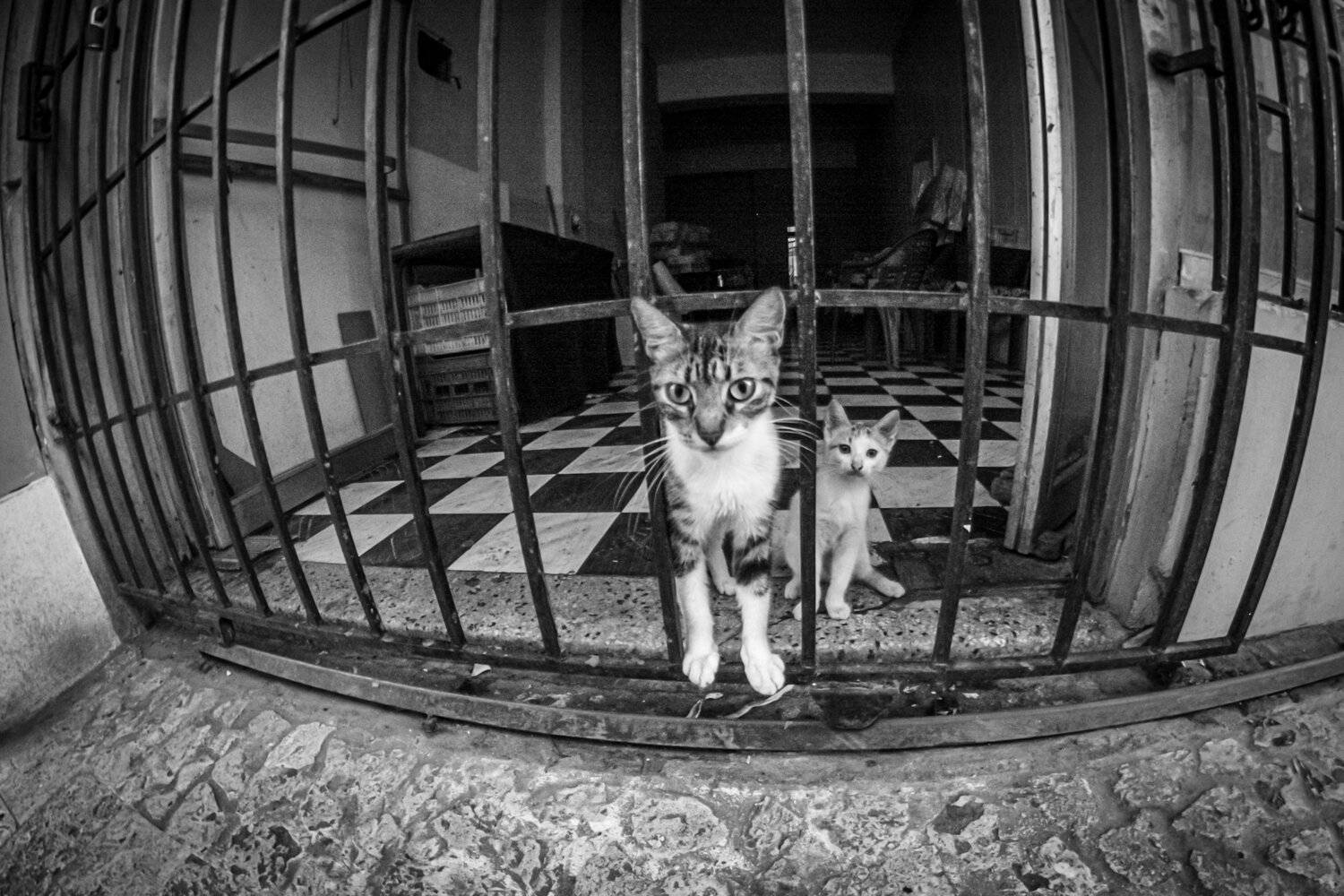 Photo #14030808