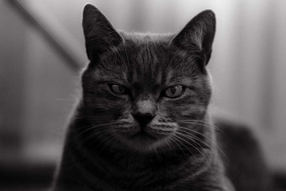 Photograph by Алина Ниденс