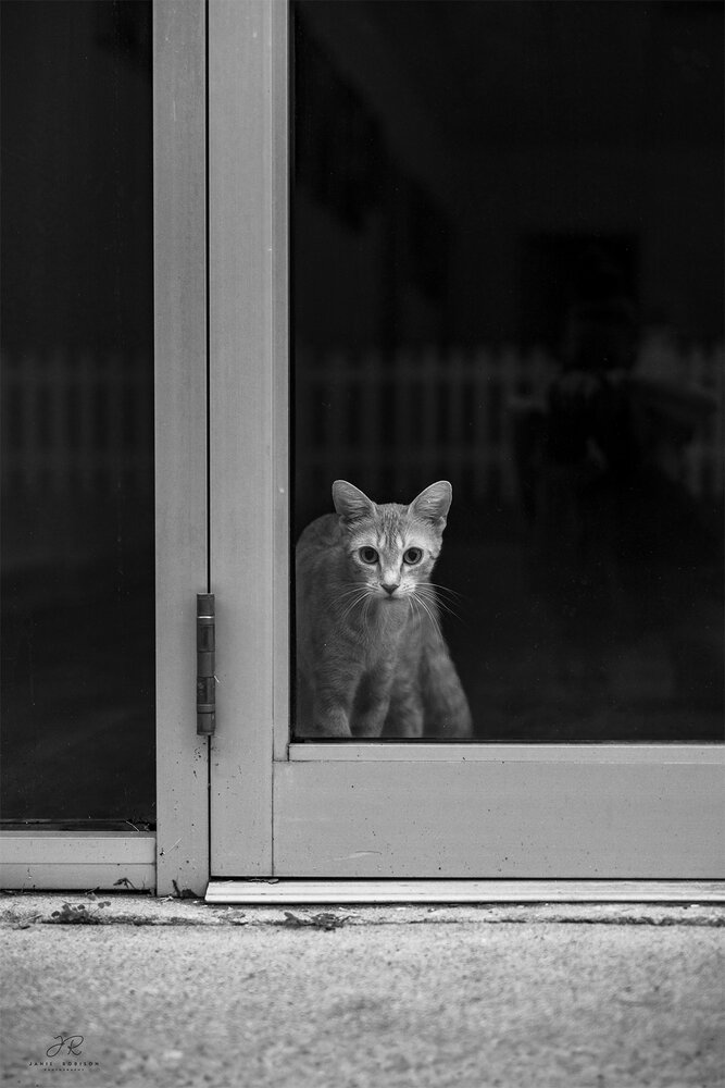 Photograph by Janie Robison
